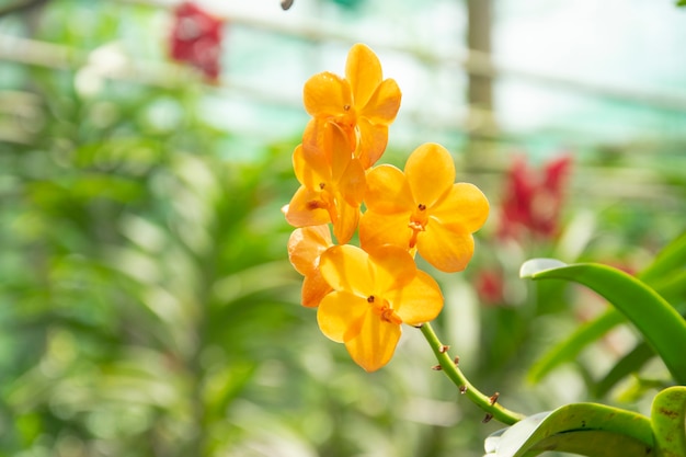 Mooie oranje orchideeën bloem in de tuin