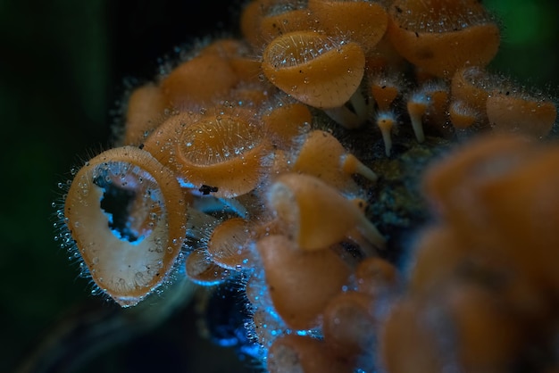 Mooie oranje pelspaddestoel op een zwarte boomstam met wazig bos op de achtergrond