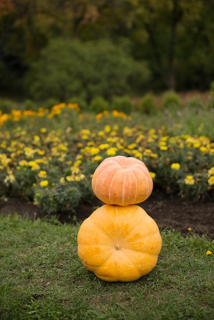 Mooie oranje pompoenen oogsten in het park