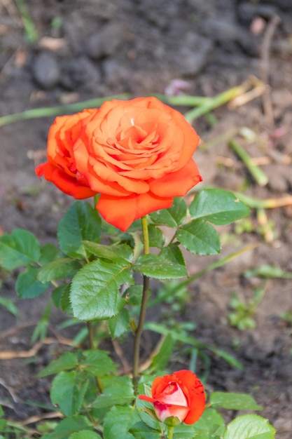 Mooie oranje roos op bloembed in de tuin