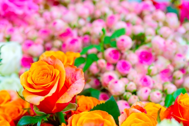 Mooie oranje rozen. Floral feestelijke natuurlijke achtergrond.