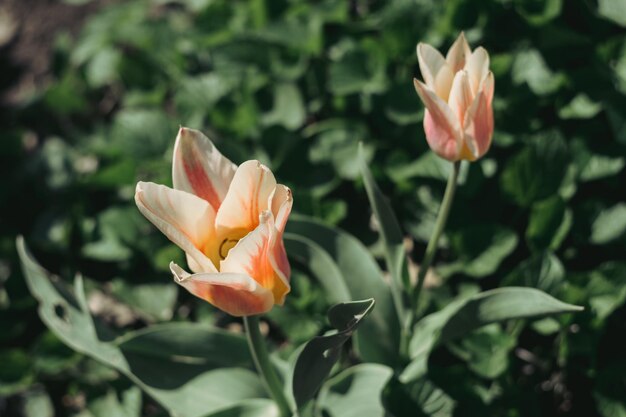 Mooie oranje tulpen groeien in een bloembed