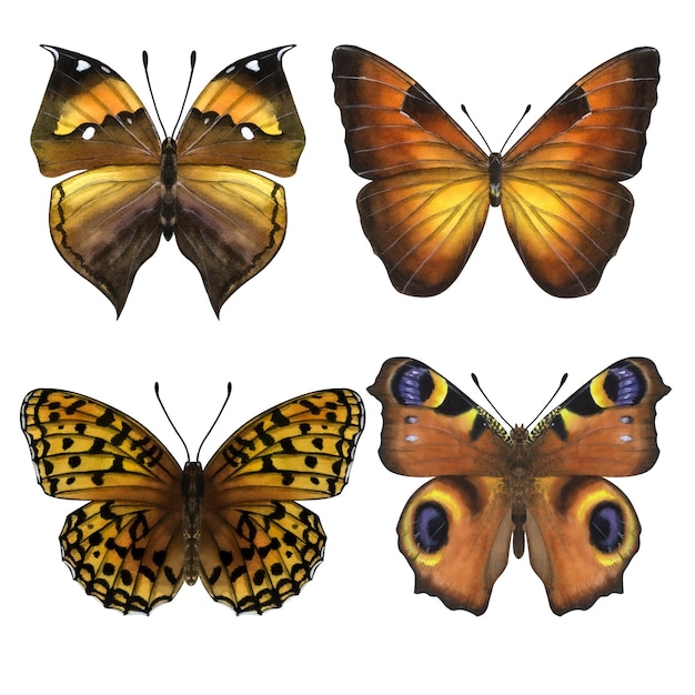 Mooie oranje vlinders Handgetekende aquarel illustratie geïsoleerd op witte achtergrond