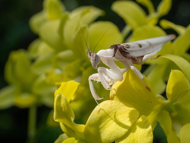 Foto mooie orchidee bidsprinkhaan close-up op orchideebloem