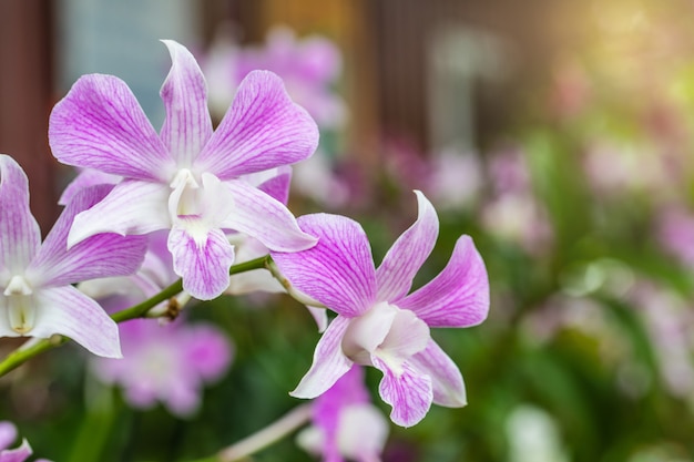 Mooie orchidee in de tuin.