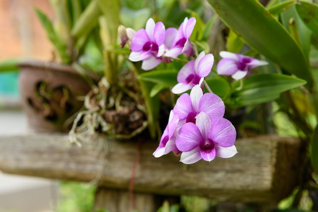 Mooie orchidee in tuin buiten