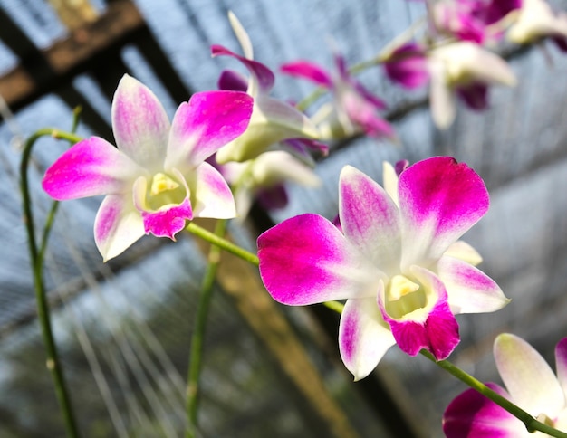 Mooie orchidee in tuin