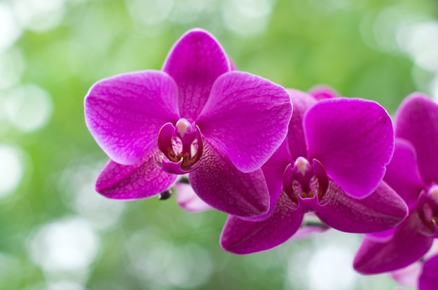 Mooie orchidee op groene achtergrond
