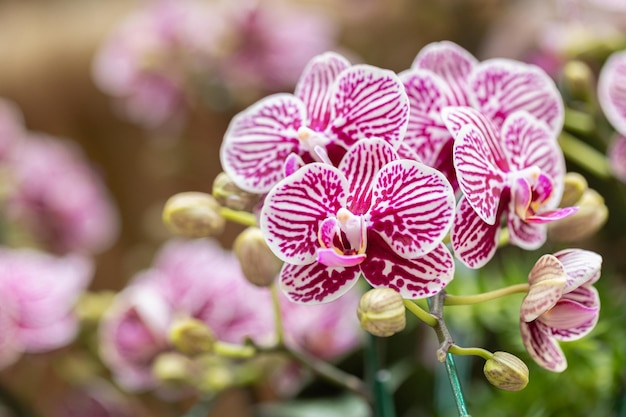 Mooie orchideebloem bloeiend in het regenseizoen Phalaenopsis Orchidaceae