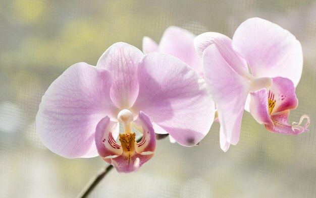 Mooie orchideebloem bloeiende kamerplant lente