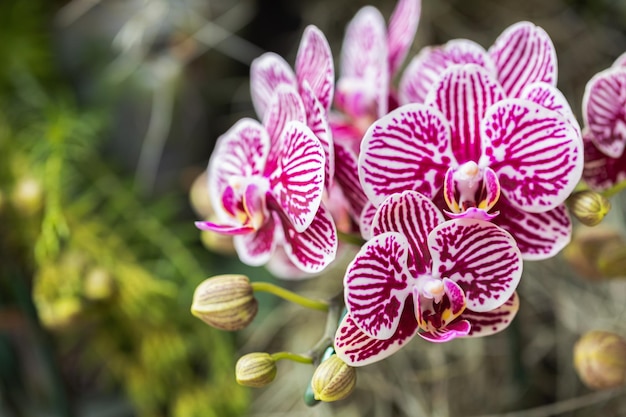 Foto mooie orchideebloem die bij regenachtig seizoen phanalenopsis-orchidee bloeien