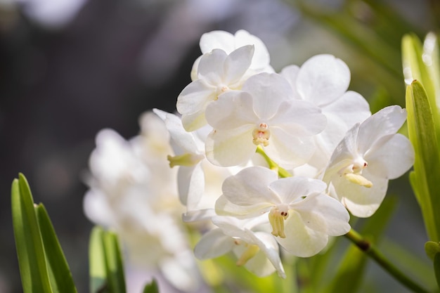 Mooie orchideebloem die bij regenachtig seizoen Vanda-orchidee bloeien