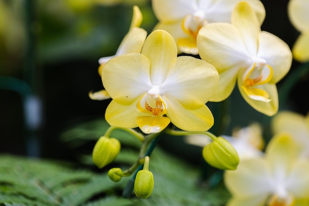 Mooie orchideebloem die in de lente bloeit