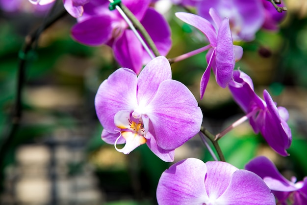 Mooie orchideebloem die in de tuin groeit