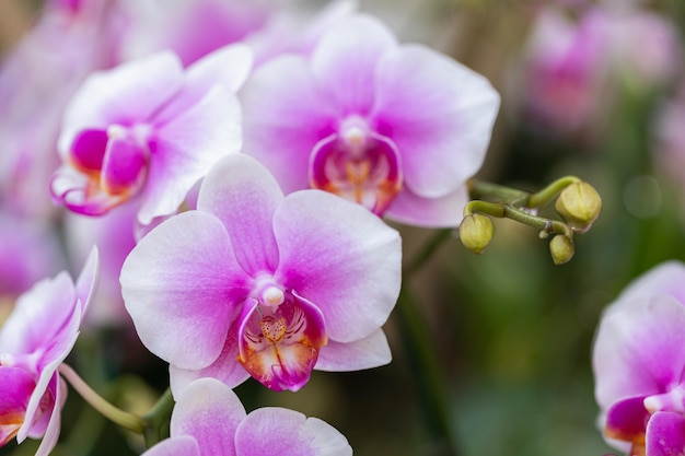 Mooie orchideebloem die in het regenseizoen bloeit phalaenopsis orchid