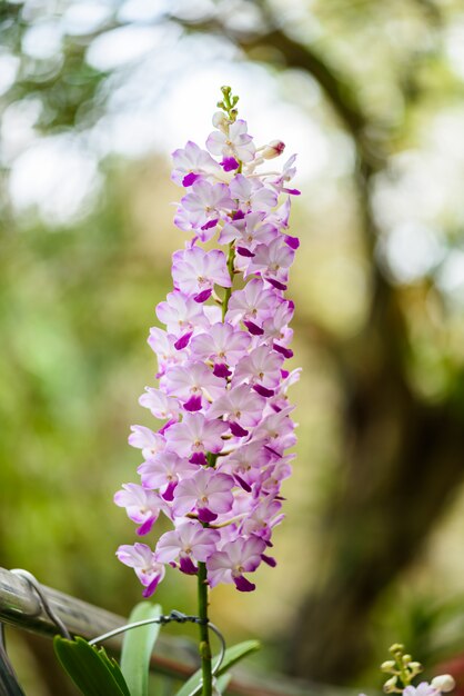 Mooie orchideebloem en groene bladeren in de tuin