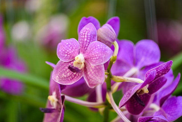 Mooie orchideebloem en groene bladeren in de tuin