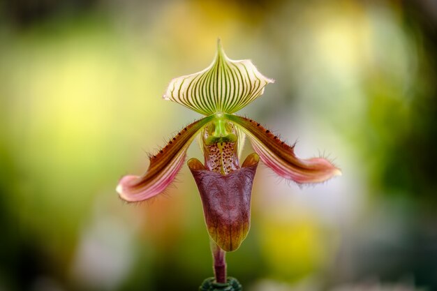 Mooie orchideebloem en groene bladerenachtergrond in de tuin