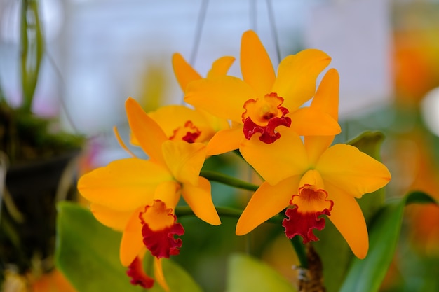 Mooie orchideebloem en groene bladerenachtergrond