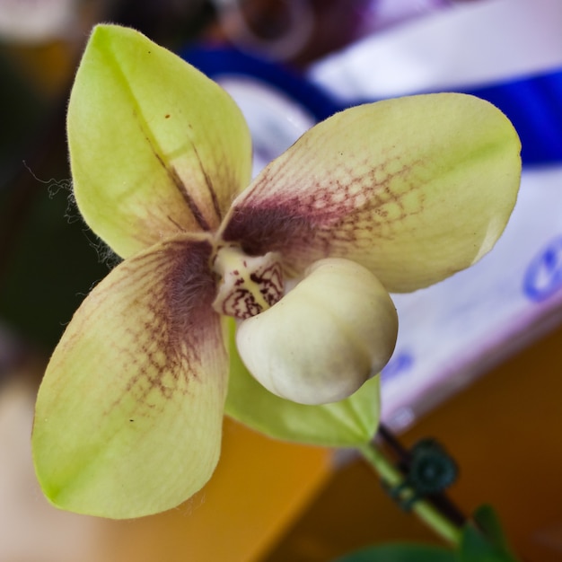 Mooie orchideebloem over onscherpe achtergrond in tentoonstelling