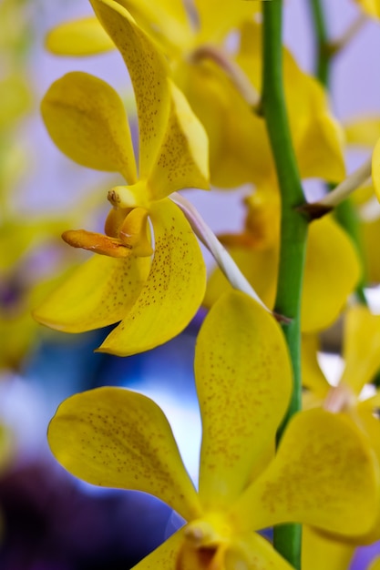 Mooie orchideebloem over onscherpe achtergrond in tentoonstelling