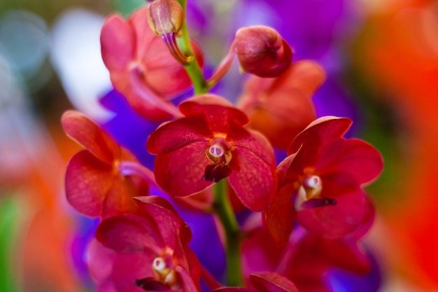 Mooie orchideebloem over onscherpe achtergrond in tentoonstelling