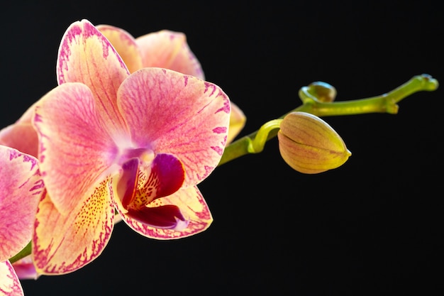 Mooie orchideebloemen op zwarte ondergrond