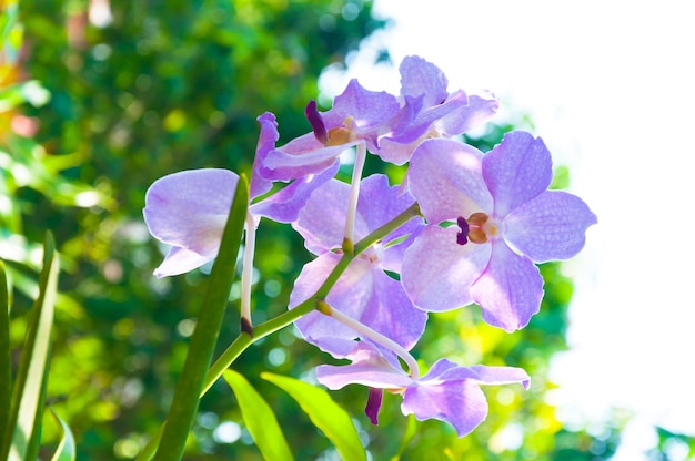 Mooie orchideebloemen Violet Hybrid Vanda bloeien in de tuin