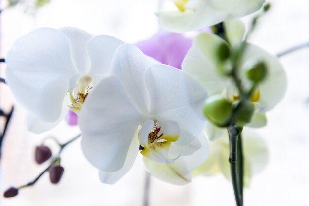 Mooie orchideebloesem op groene brunch dichte omhooggaand