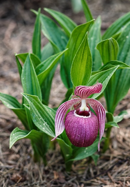 Mooie orchideeën van verschillende kleuren. Dames-slipper hybriden.