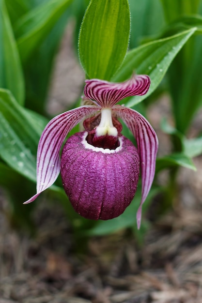 Mooie orchideeën van verschillende kleuren. Dames-slipper hybriden.