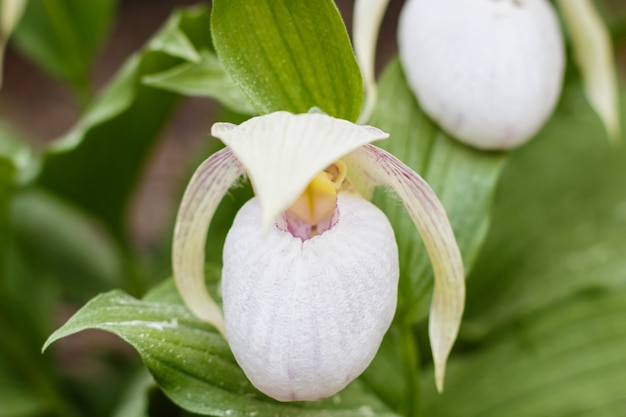 Mooie orchideeën van verschillende kleuren. Dames-slipper hybriden.