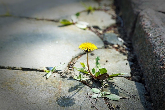 Mooie paardebloem bloem groeit door asfalt