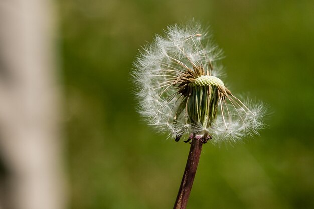 Mooie paardebloemen op een groene achtergrond