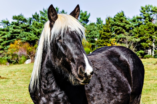 Mooie paarden grazen in de groene velden van Ribes de Freser, Girona, Spanje.