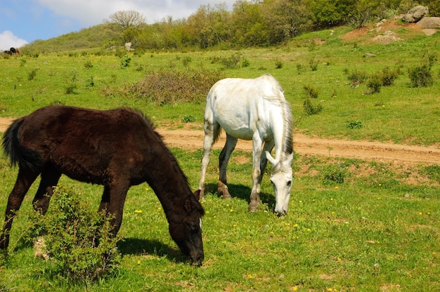 Mooie paarden grazen op een bergweide veulens Krim bergen Krim-schiereiland Het schiereiland werd geannexeerd aan de Russische Federatie Oekraïne