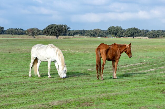 Mooie paarden in de countyside