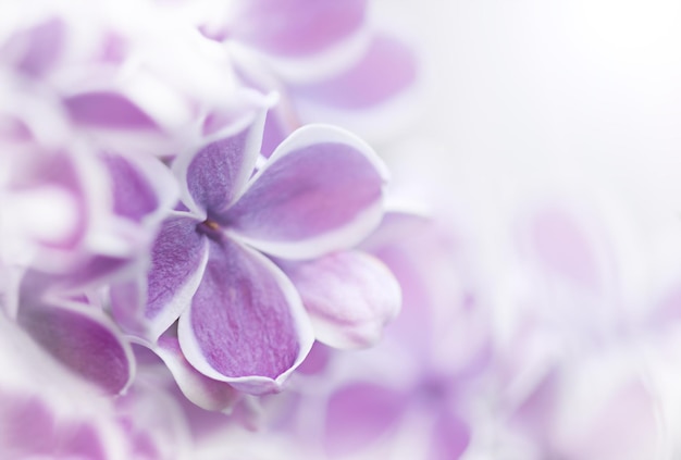 Mooie paars lila bloemen close-up