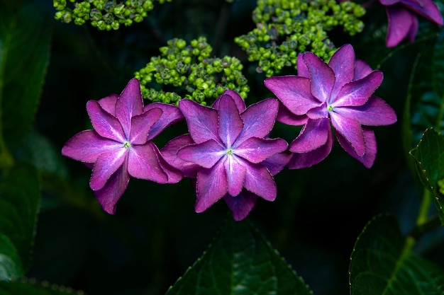 Foto mooie paarse bloem hydrangea macrophylla soorten bekend in japan als gakuajisai