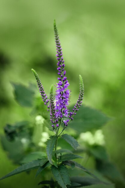 Mooie paarse bloem Veronica spicata op groene onscherpe achtergrond