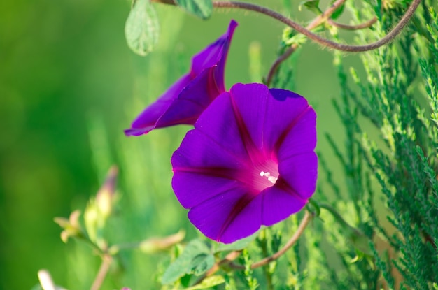 Mooie paarse bloemen op groene achtergrond