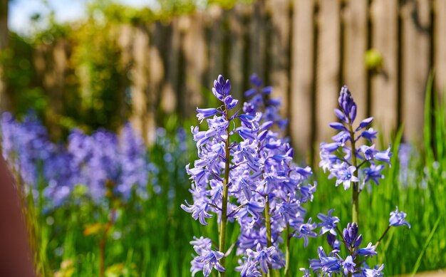 Mooie paarse bluebell bloemen zien er levendig uit in een weelderige groene tuin op de achtergrond in de zomer Close up van heldere paarse scilla siberica flora in de natuur bloeien buiten in omheinde achtertuin