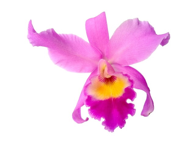 Mooie paarse Cattleya orchideeën bloemen geïsoleerd op een witte achtergrond