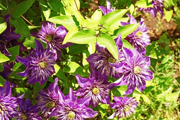 Mooie paarse clematis op onscherpe natuur achtergrond