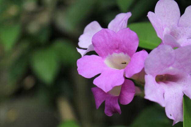 Mooie paarse Cydista-bloemen
