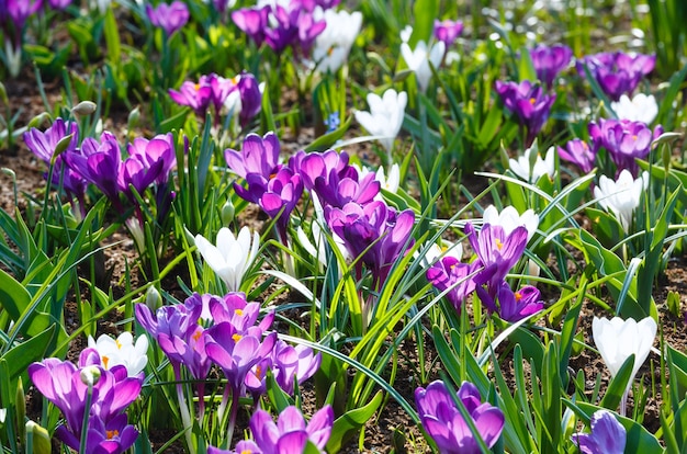 Mooie paarse en witte krokussen in het voorjaar