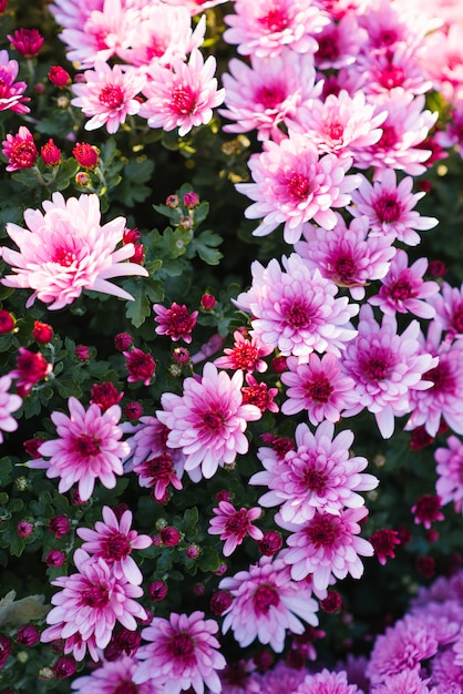 Mooie paarse herfst chrysanten in de tuin