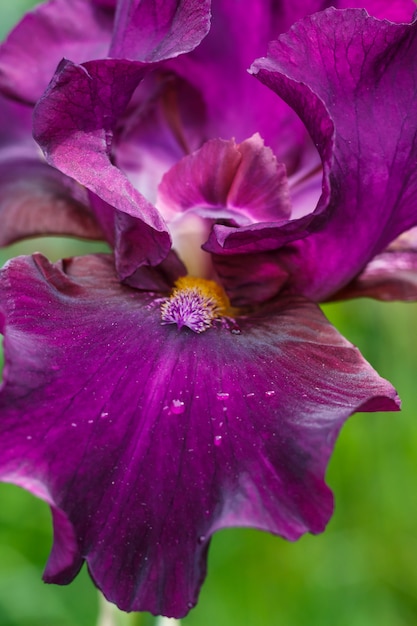 Mooie paarse iris bloem met druppels water.