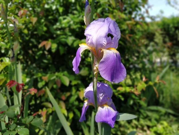 Mooie paarse iris met een wit midden gebogen sierlijke heldere bloemblaadjes groen wazig