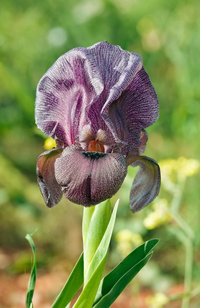 Mooie paarse irisbloem close-up